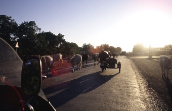  Rusk� kr�vy maj� vyhl�ku v krvi - ct� pravou polovinu vozovky 