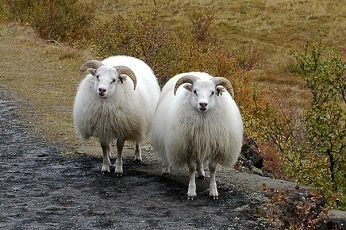 Ovce islandsk 
