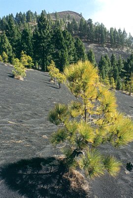  Black slopes of the volcans 