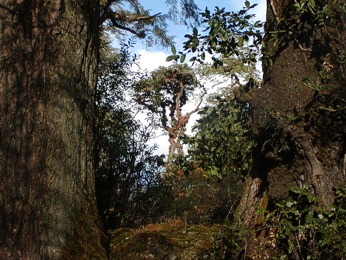  P�vodn� prales cestou do Jiri (1955m) 