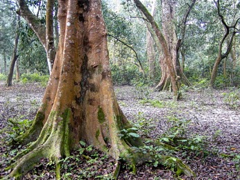  D�ungle v NP Chitwan 