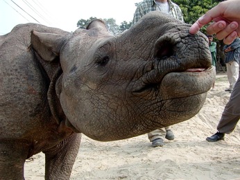  Nosoro��� ml�d� Beauty v NP Chitwan 