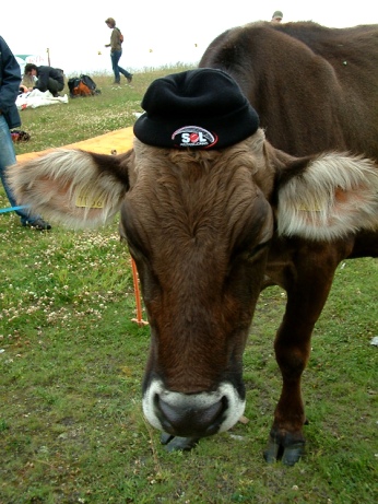  Milka cow 