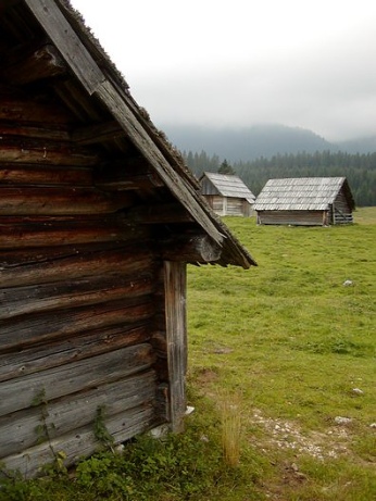  Vesni�ka na planin� Javornik 