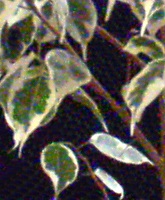  S potla�en�m �umu (extr�mn� v��ez) 