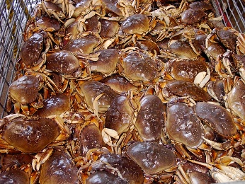 Krabíci