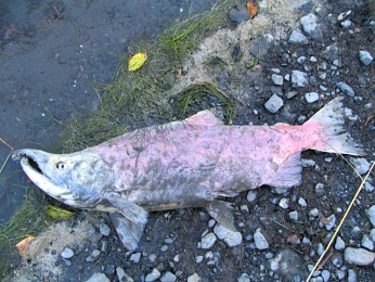  Mrtv losos Chum - samec 