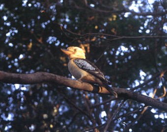  Bez koment��e ... 