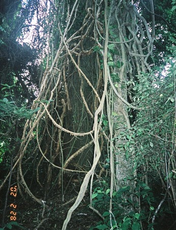  Nos�li v li�n�ch 