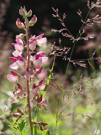  Brzy r�no za chatou Bj�rnson 