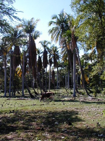 Idylka