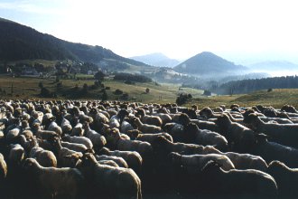  Dovovaly brzy r�no, kdy je�t� v�t�ina slu�n�ch lid� sp� 