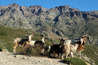  V�stup na Monte Cinto 