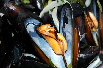  Moules 