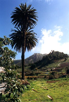  Around Fuencaliente (Los Canarios) village early morning 