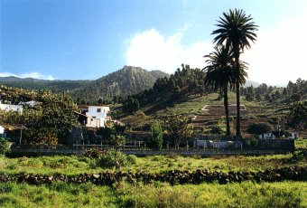  Forests on the weatern slopes near Jedey village 