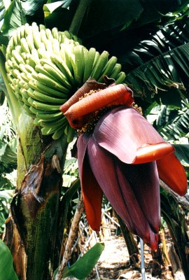  Trs banánovníku s květem 