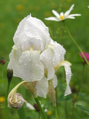  P�ed penzionem Z�ti�� 