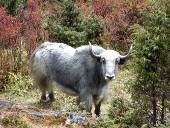  Himalájský yak 