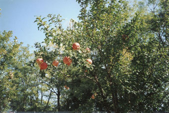  Gran�tov� jablka rostla na ka�d�m rohu 