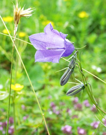  Bez koment��e ... 