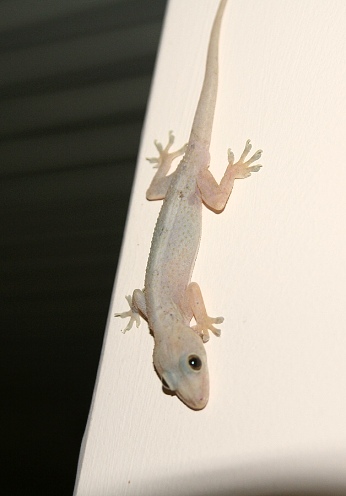  M�stn� mucholapka dom�c� 